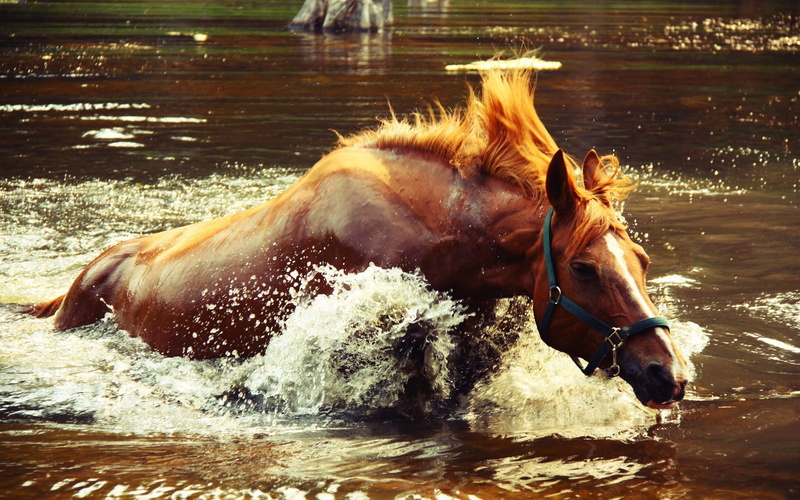 outdoors, domestic animals, sunlight, animals, mammal, horse, pets, animal, animal wildlife, day, domestic, one animal, motion, water, vertebrate, 2K