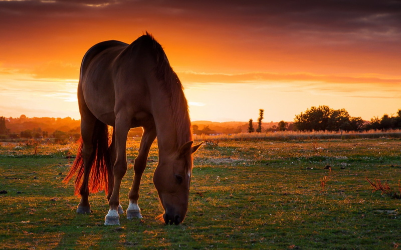 herbivorous, land, animal themes, animal, nature, field, cloud - sky, one animal, no people, sunset, sky, domestic animals, pets, ranch, 720P, vertebrate