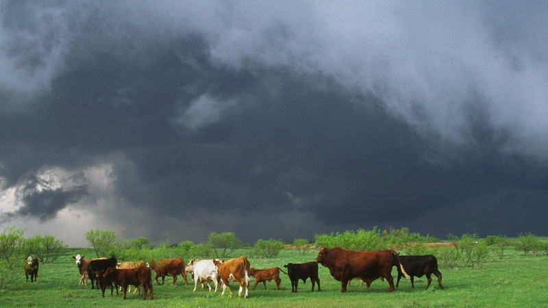 ranch, water, domestic, no people, house, animal themes, domestic animals, pets, painting, 1080P, nature, animals, cloud - sky, group of animals, herbivorous