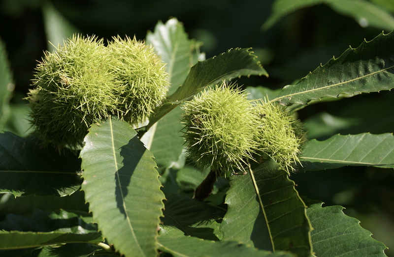 fruit, day, close, freshness, focus on foreground, spur, spiked, outdoors, autumn, autumn fruit, prickly, branch, close-up, leaves, structures, chestnut tree