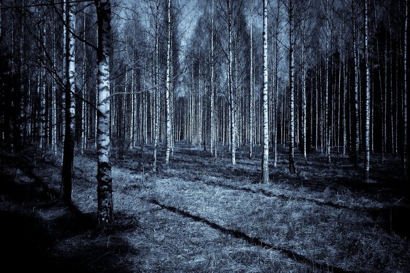 environment, terrified, day, focus on shadow, sky, black, branch, color, non-urban scene, woodland, tree trunk, trunk, elegance, blue, beauty in nature