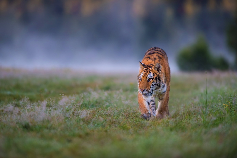 1080P, grass, fog, tiger, sneaks, glade, look, background, walk, wild cat, hunting, field, pose, nature, morning