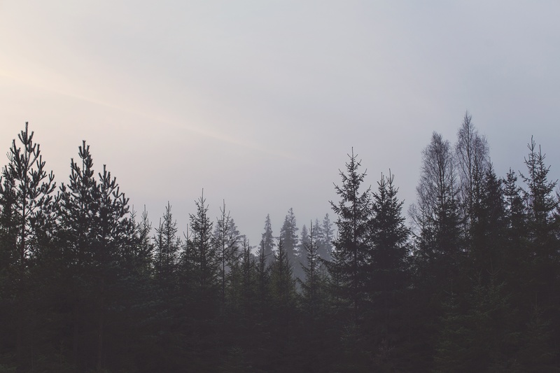 pine tree, sky, winter, landscape, photo, scenics - nature, cloudy, leaf, mysterious, skies, trees, no people, beauty in nature, nature, plant, outdoors