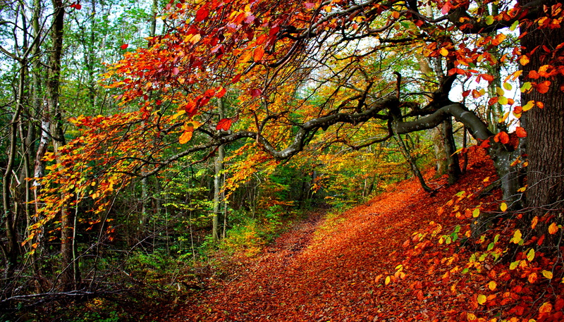 red, forest, 4K, colors, road, trees, Park, tree, fall, leaf, colorful, nature, autumn, leaves, walk, path