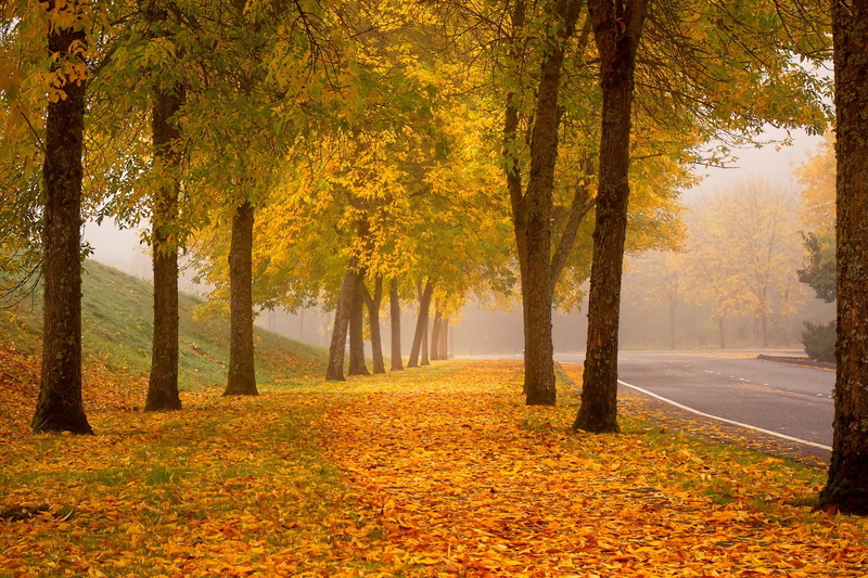 park, fall, leaves, Nature, PATH, leaved, colorful, forest, road, green, walk, colors, 1080P, Autumn, trees