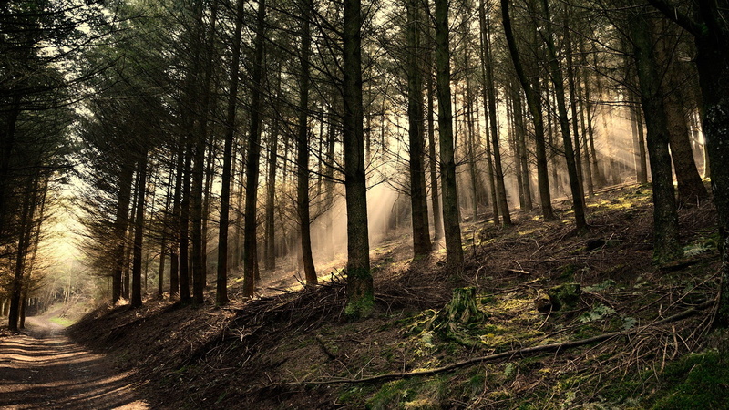 road, 1080P, hills, landscape, leaves, pine trees, sun rays, path, dirt road, trees, branch, nature, forest, roots, moss, wood