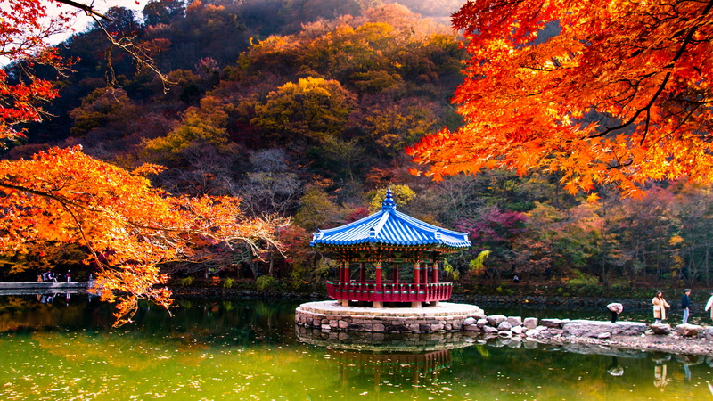 maple leaf, bright, october, emerge, colors, plant, nature, waterfront, maple tree, architecture, beauty in nature, mystical, tree, no people, lake, mood