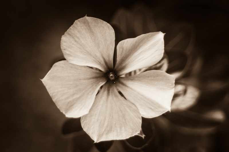 macro, melancholy, 4K, flowering plant, plant, focus on foreground, studio shot, gloom, sadness, close-up, inflorescence, sad, fragility, outdoors, selective focus
