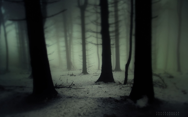 gloom, haze, trees, spooky, mist, forest, winter, snowing, landscapes, fog, snow, cold, wood, nature, 1080P