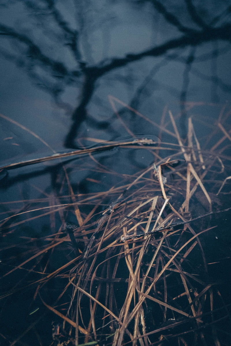 gloom, branch, close-up, light, water, no people, power supply, bird, cardinal, electricity, eagle, dark, outdoors, selective focus, growth, twig, dead plant
