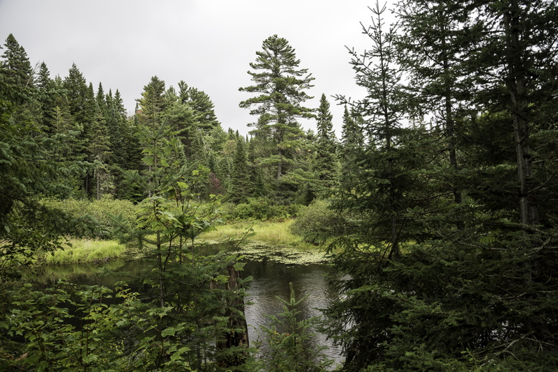 wilderness Area, sky, no People, non-urban scene, lake, tranquility, algonquin, pine Tree, plant, Algonquin Provincial Park, outdoors, woodland, pine woodland