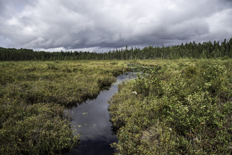 woodland, tree, environment, clouds, tranquility, land, water, 5K, lake, summer, Canada, scenics, rain, cloudscape, scenics - nature, algonquin, river