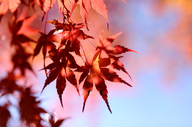 HSM, orange, forest, Aichi, plant, Furusato, Toyota, leaves, Obara, 小原, Washi, EX, DG, nature, autumn, leaf, season, 4K, Paper Art Museum, Autumn colors