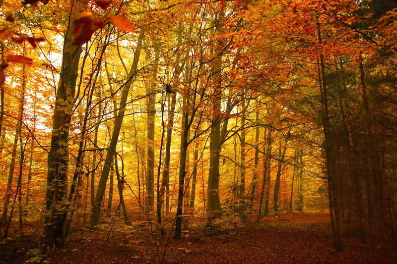 non-urban scene, forest, bright, sun, woodland, land, gold, yellowed, plant, landscape, fall, red, plant part, change, tree, wood, park, sunny, season