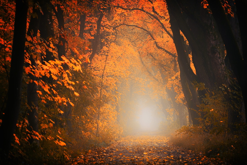 red, atmosphere, 5K, fall foliage, beauty in nature, trunk, autumn, footpath, tree trunk, outdoors, woodland, road, plant, trees, nature, fog, the way forward