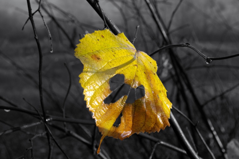 change, yellow, dead leaf, october, dead plant, season, forest, autumn landscape, dry, leaf, autumn collection, branch, red color, 2K, close-up, vulnerability