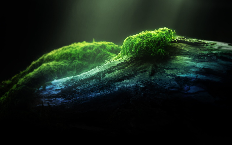 land, forest, studio shot, brown, green, light, wood, no People, nature, freshness, beauty in nature, tree, 2K, rock - Object, moss, plant, solid, full frame