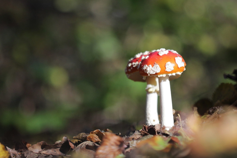 amanita, toadstool, 1080P, fly agaric mushroom, day, land, plant, red, forest, landscape, poison, fungus amanita, poisonous, tree, wood, undergrowth, outdoors