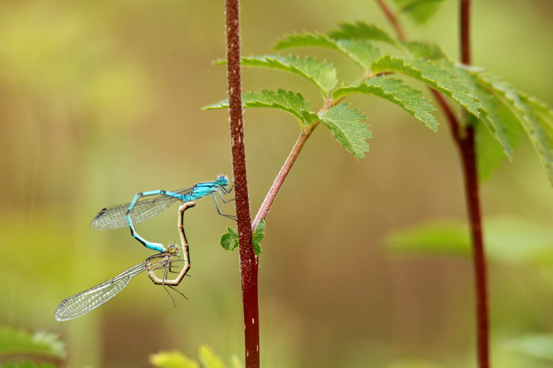 wand dragonfly, invertebrate, wing, blue dragonfly, flight insect, nature, focus on foreground, red dragonflies, plant stem, insect, animal, animals in the wild