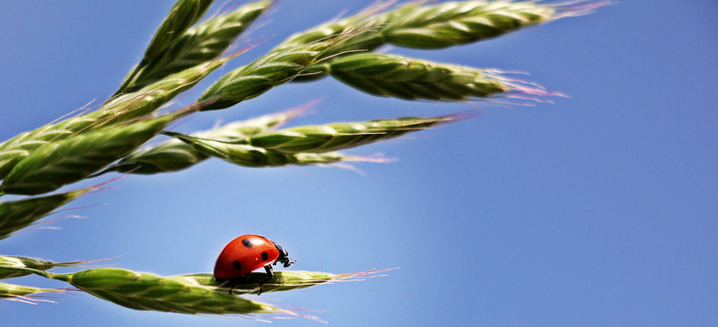 animal world, lady, plant, plant part, green, day, blue sky, invertebrate, food, ear, points, nature, cereals, corn ear, fauna, animal, crawl, one animal