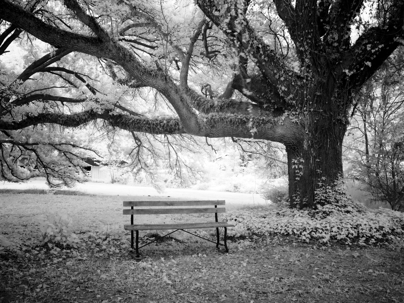 monroeville, forest, tree, day, sw, meadow, tranquility base, nature, tall, alabama, growth, grayscale, landscape, united states, north america, park, bank
