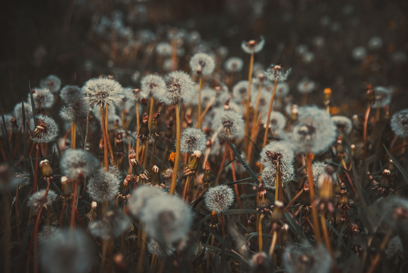 plant stem, flowers, beauty in nature, selective focus, flowering plant, poland, no people, dmuchawiec, harmony, seed, 4K, summer, field, nature, dry