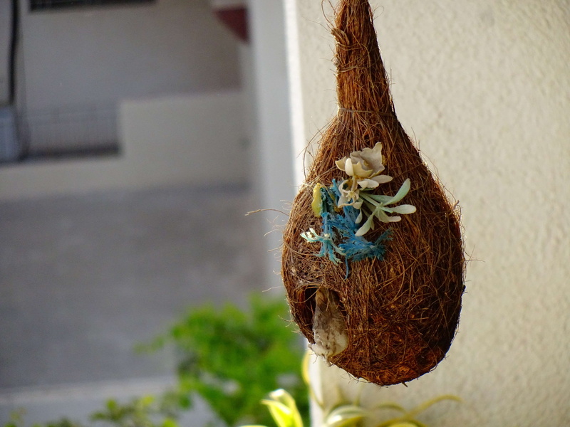 plant, vertebrate, architecture, egg, 4K, animal, clicked, brown, animals in the wild, near, day, birdie, decoration, close-up, nyce, bird nest, focus on foreground
