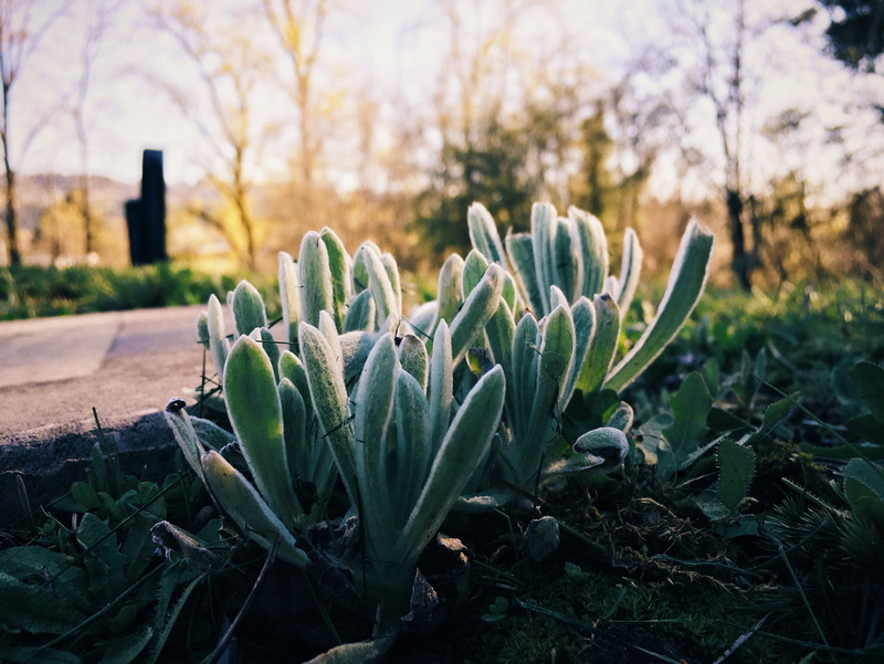 focus on foreground, dark, leaf, gravesite, grass, yellow, light, united states, cactus, nature, landscape, sunlight, field, plant part, brown, 2K, warm