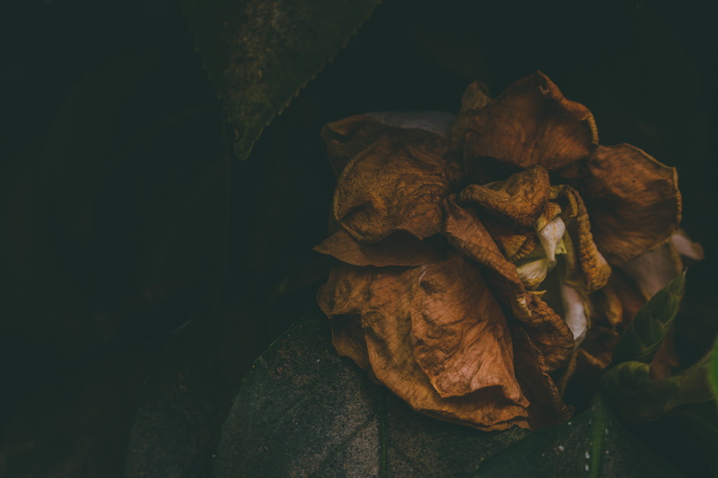 dead nature, natural condition, plant, flower head, dead, no people, beauty in nature, brazil, dried, plant part, dead flower, flower, leaf, vulnerability