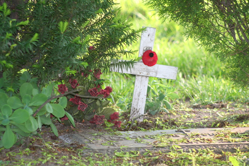 grass, poppy, grave, plant, cemetery, animal themes, cross, day, red, animal, outdoors, leaf, field, tree, growth, no people, green color, land, sunlight