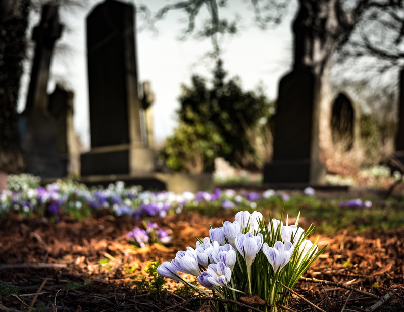 white, religion, land, freshness, flowering plant, iris, graveyard, christianity, crocus, vulnerability, grave, nature, no people, springtime, cemetery