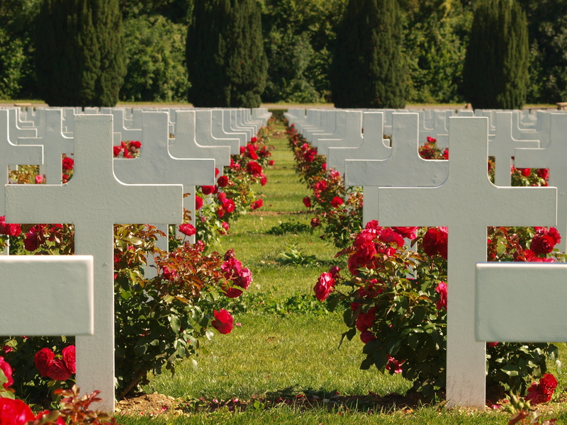 no people, roses, tree, park - man made space, red, flower head, tombstone, flowerbed, Douaumont Ossuary, France, Cemetery, hedge, in a row, landmark, graves