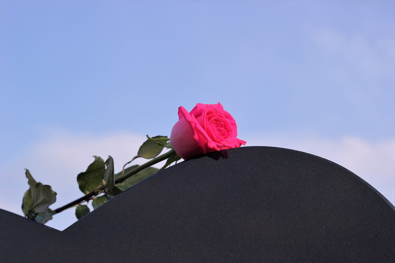 flower arrangement, miss you, rose - flower, flowering plant, no people, vulnerability, fragility, love, inflorescence, pink color, red, flower head, outdoors