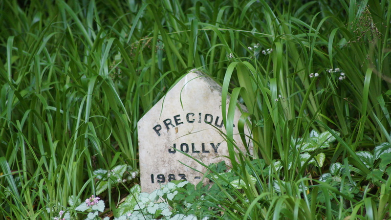 grave, day, single object, grass, no people, western script, memories, dog grave, cemetery, close-up, nature, field, plant, gravestone, guidance, green color