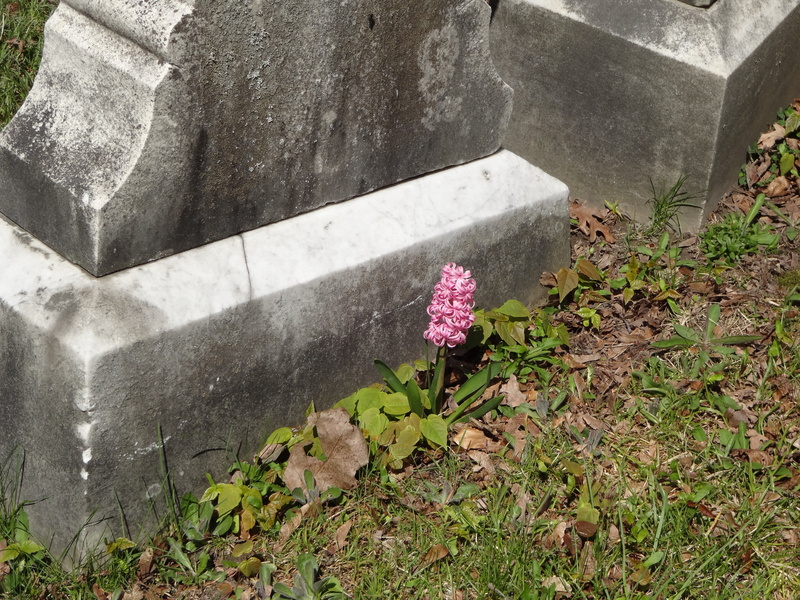 growth, pink flower, built structure, plant, tombstone, high angle view, no people, 4K, grave, water, cemetery, flowering plant, concrete, fragility, graveyard