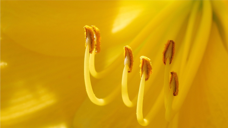 flower photography, images flowers, macro, springtime, flower images, inflorescence, pollen, growth, summer, flowering plant, extreme close-up, fragility
