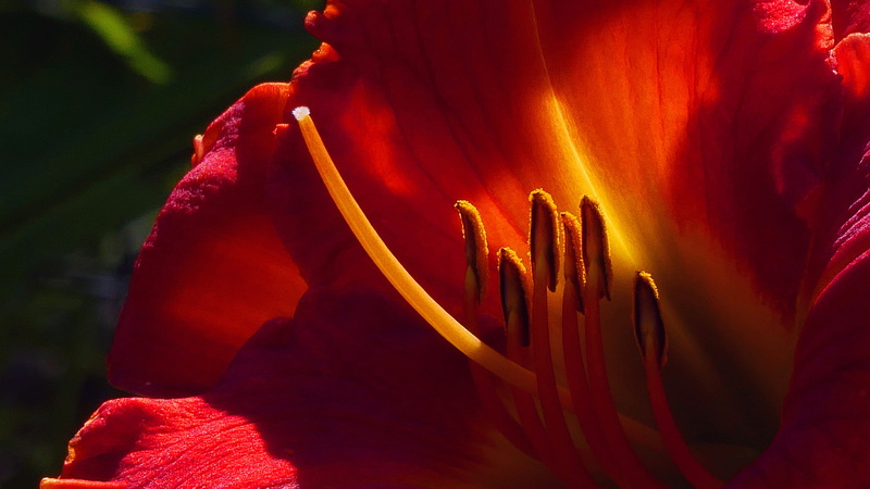 parts, extreme close-up, close-up, beautiful flowers, photos of flowers, pistil picture, plant, inflorescence, panoramic, summer, flower photography, rutgers