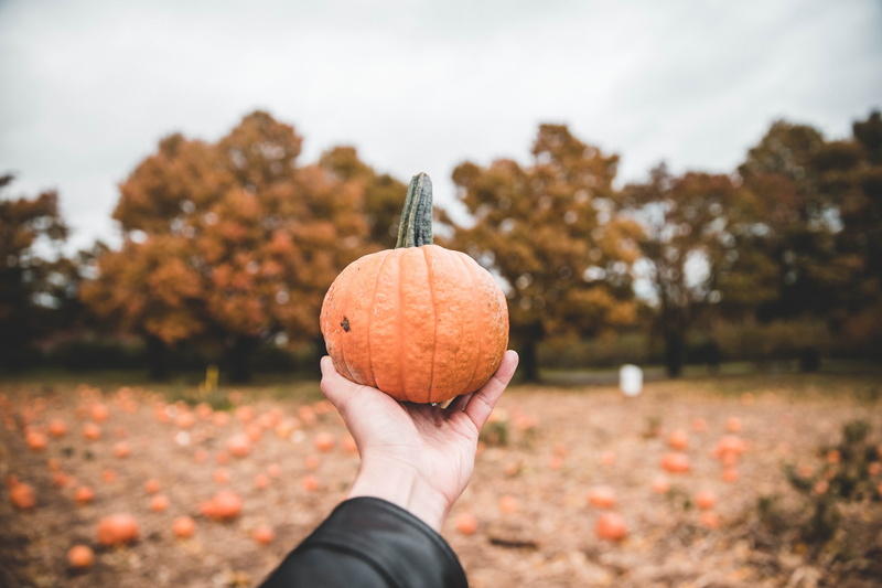 fall, holding, alstede farm, day, plant part, pumpkin patch, healthy eating, autumn, food and drink, showing, body part, new jersey, human hand, nj, outdoors