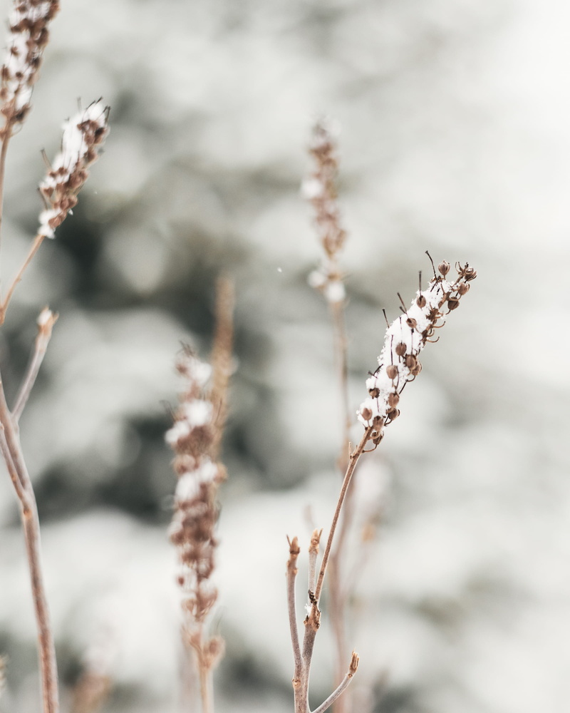 vulnerability, snowfall, blackbird, growth, detail, focus on foreground, fragility, beauty in nature, light, usa, nature, wilted plant, cluster, blossom