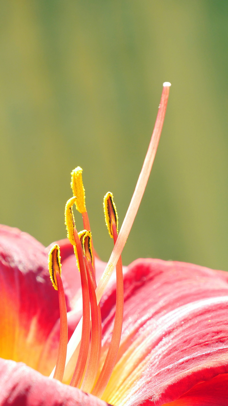 daylily, vulnerability, outdoors, red, flower, photos of flowers, pollen, beautiful flowers pictures, petal, pictures flowers, flower images, parts, selective focus