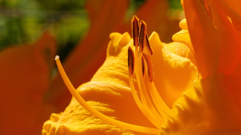 growth, garden, beauty in nature, lily, petal, rose, pollen, petals, summer, nj, inflorescence, flowering plant, freshness, time, nature, selective focus