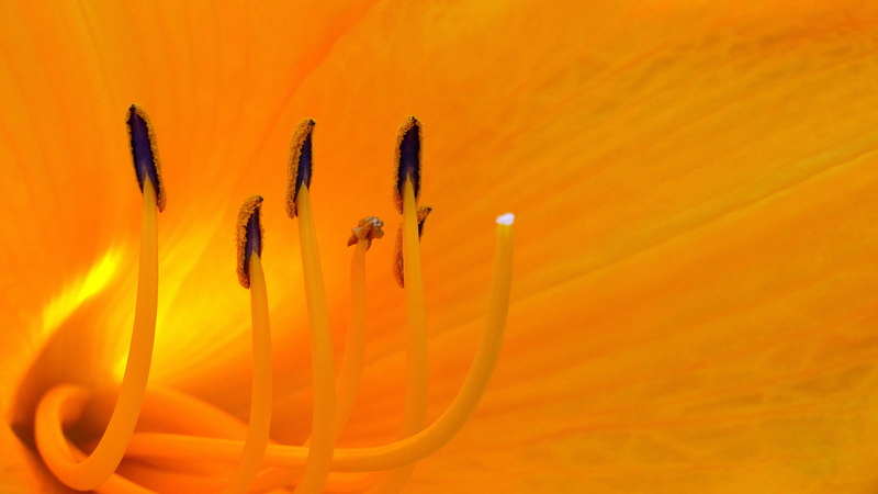 day, orange, nature, picture of flowers, outdoors, nj, no people, petal, flower images, photos of flowers, yellow, plant, summer, orange background, flying