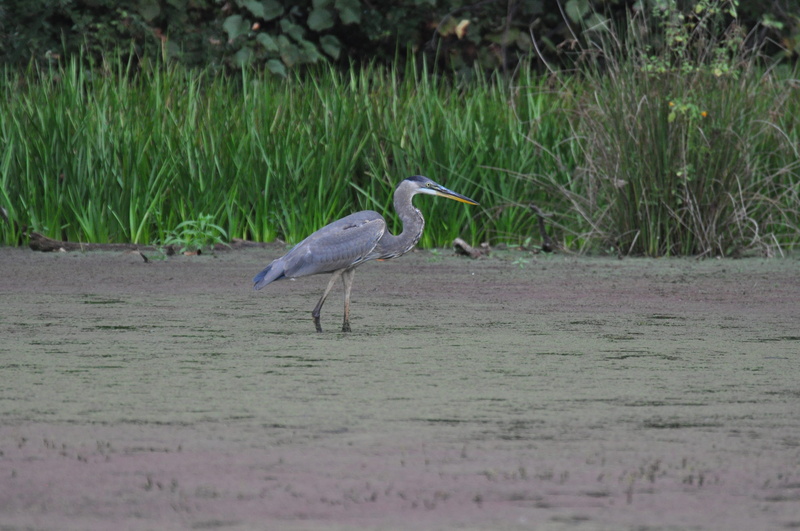 water bird, plant, heron, nj, side view, grass, animals in the wild, selective focus, blue heron, pond, day, 4K, vertebrate, water, birdwatching, cattail
