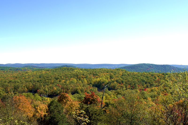 new jersey, trees, nj, tranquility, beauty in nature, environment, hiking, norvin green state forest, day, landscape, plant, scenics - nature, copy space