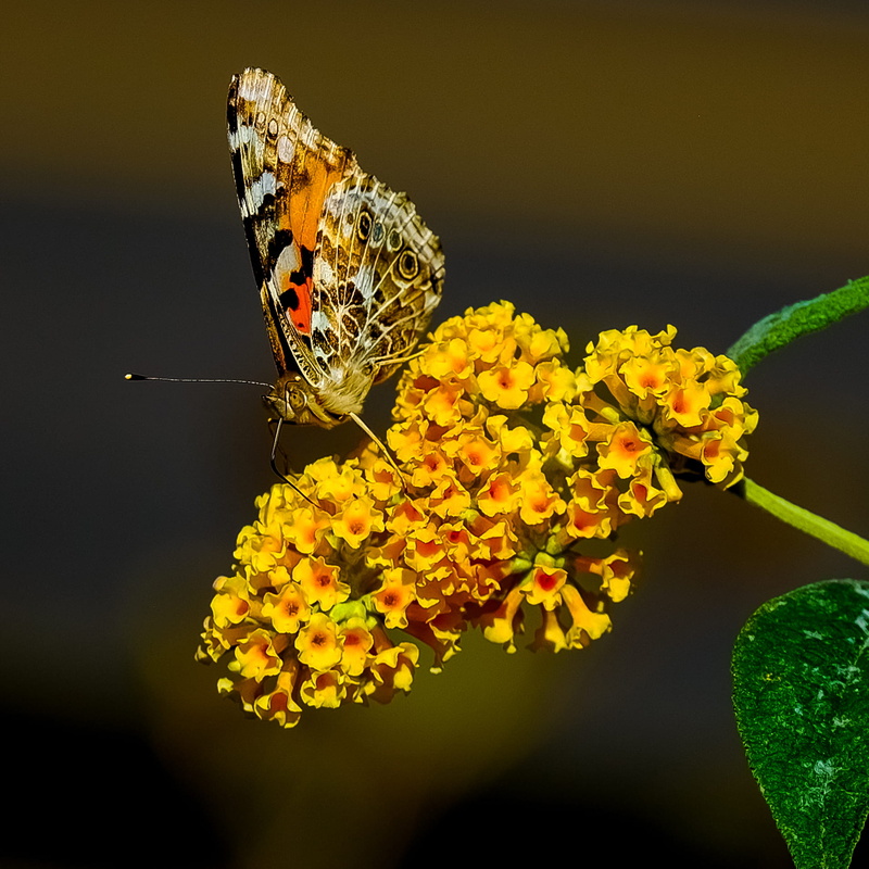 cape, flower head, one animal, beauty in nature, vulnerability, plant, hard, nj, flower, perched, fragility, insect, invertebrate, outdoors, butterfly