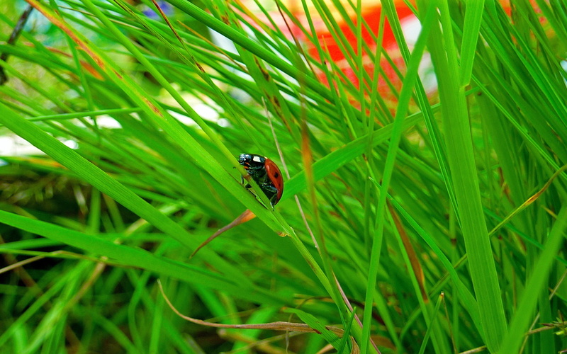red, animals in the wild, summer, macro, leaf, insect, day, black, meadow, small, ladybug, green Color, flower, animal wildlife, conspiracy, close-up, 2K