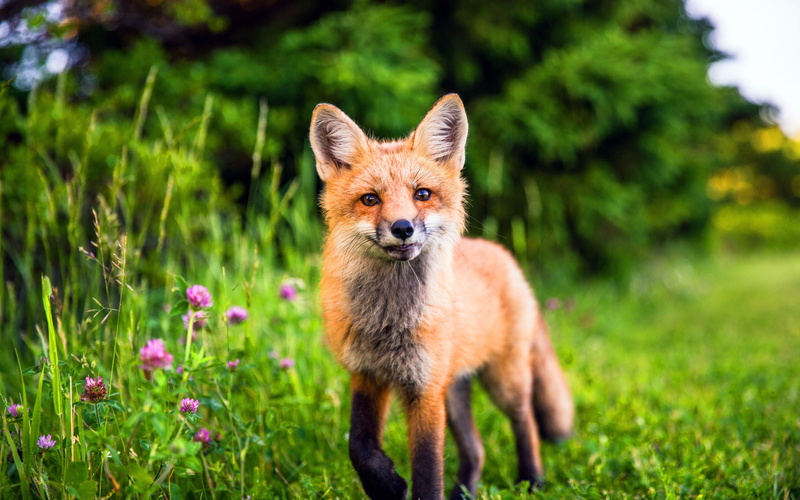 looking at camera, stealth, plant, k, nature, wildlife, day, flower, impatient, closeup, no people, animal themes, grassland, mammal, 4K, animal wildlife