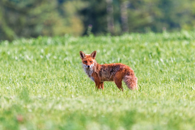 plant, conspiracy, animals in the wild, photography, animal, focus, red hair, fox, red, shallow, brown, portrait, forest animal, wild, animal wildlife