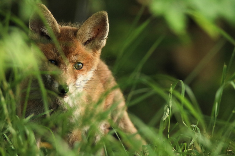 snub nose, fuchs, vertebrate, animal head, conspiracy, animal, forest animal, sweet, survival, mammal, plant, fluffy, cute, red head, stealth, animal themes