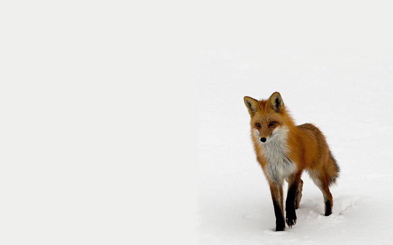 no people, nature, pets, one animal, 720P, conspiracy, animal wildlife, mammal, Animal, animals in the wild, winter, snow, vertebrate, Wildlife, animal themes